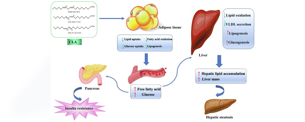 By lowering cholesterol and triglyceride levels, CLA can improve lipid metabolism and reduce the risk of atherosclerosis and cardiovascular diseases