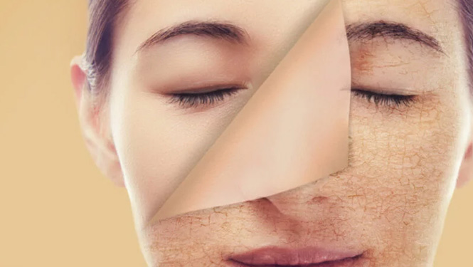 Caffeic acid supplement can promote the proliferation of fibroblasts in the skin and stimulate the production of collagen.jpg