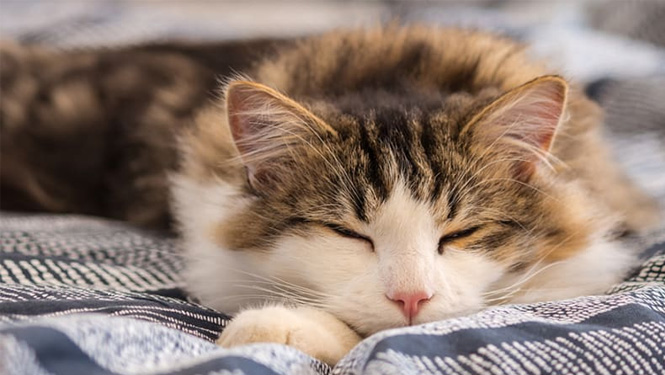 Is Melatonin Safe for Cats?