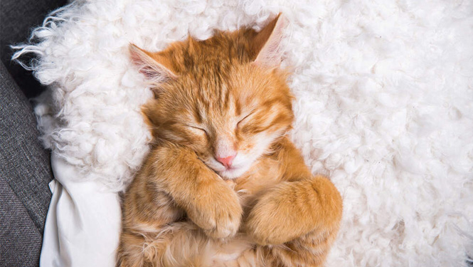 whether melatonin is safe for cats
