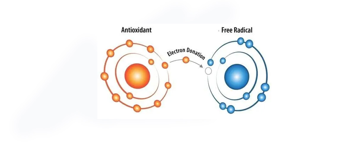 Conjugated linoleic acid (CLA) has powerful antioxidant properties