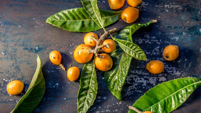 Corosolic acid is a cyclic enol ether terpene that is widely found in several plants, including banaba leaf, loquat leaf, and lagestroemia speciosa.jpg