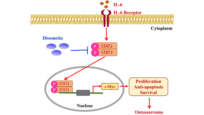 diosmetin anticancer 
