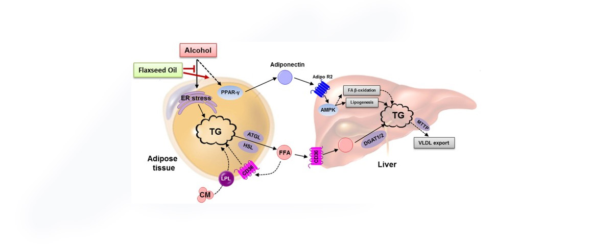 Flaxseed Lignans can reduce oxidative damage to the liver