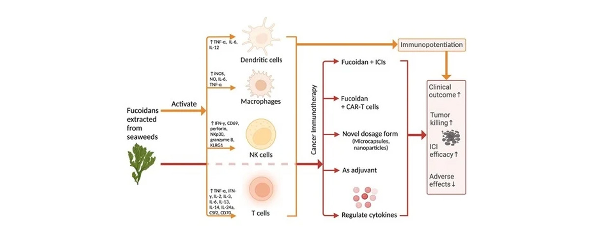 Fucoidan enhances immune function by activating immune cells such as macrophages and natural killer (NK) cells