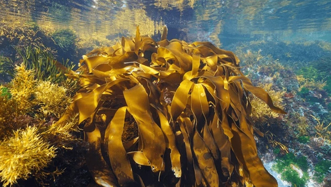 Fucoidan is a natural polysaccharide extracted from brown seaweed.jpg