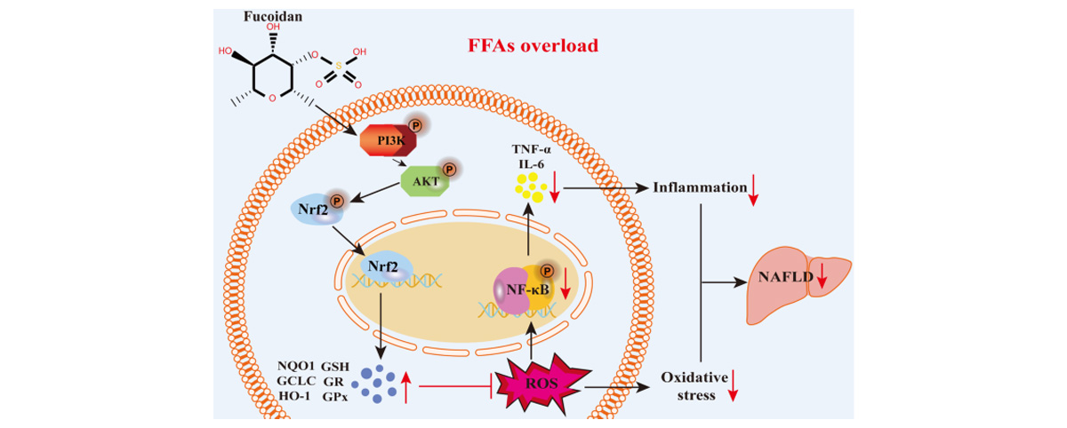 Fucoidan supports liver health by reducing oxidative stress and inflammation