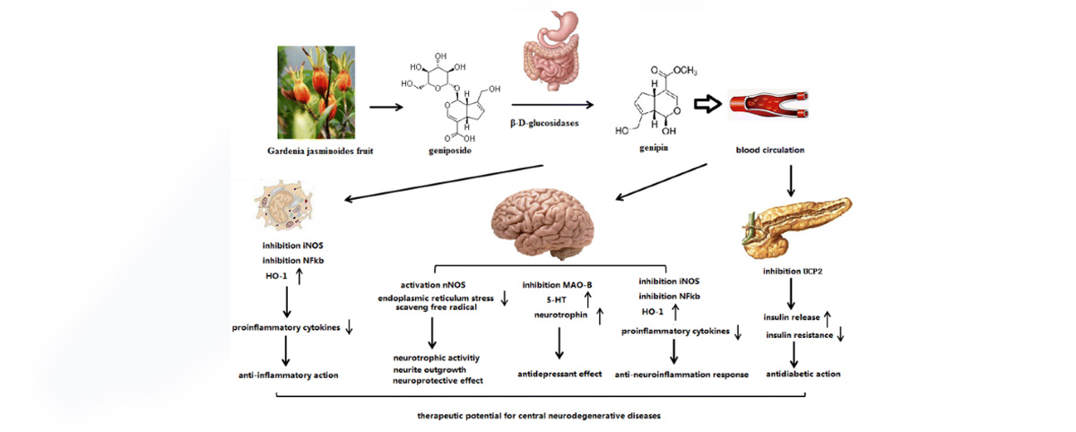 genipin is able to promote neuronal growth and repair