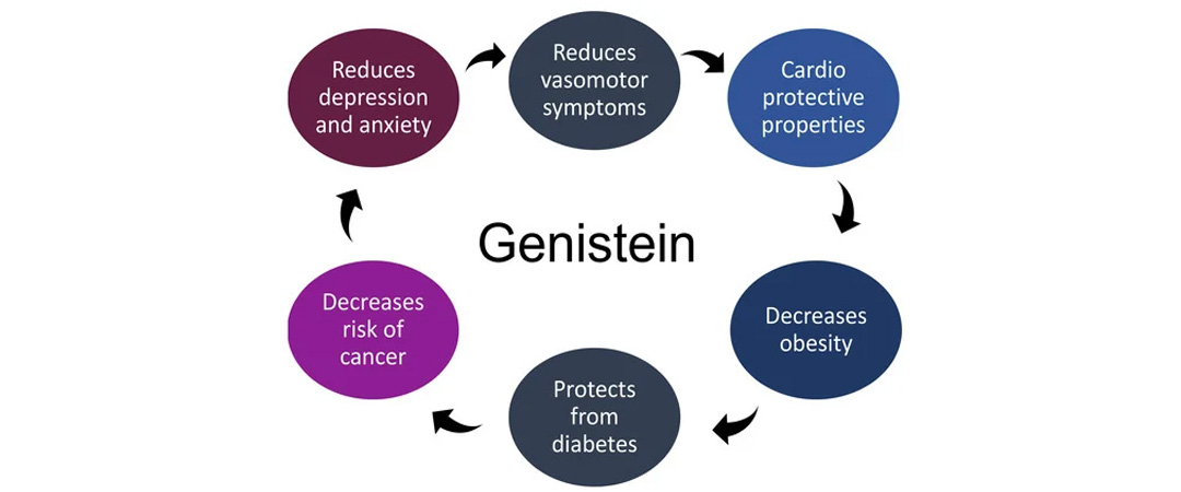 Genistein Powder Benefits