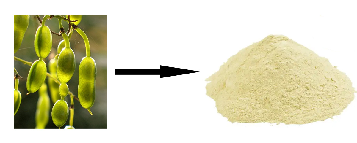 genistein powder source2