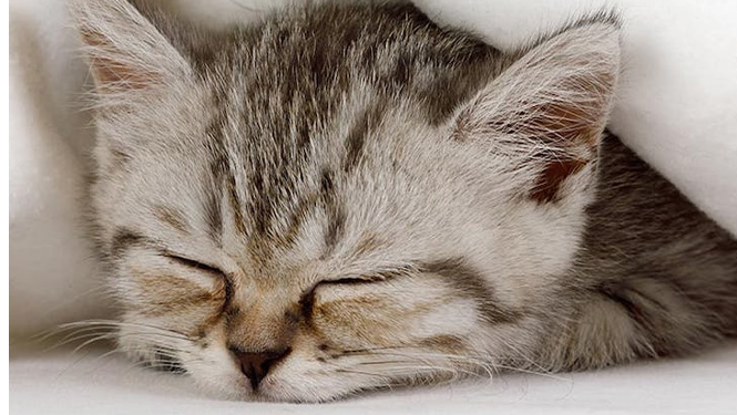 Is Melatonin Safe for Cats