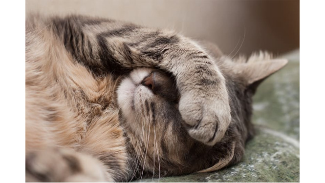 cats metabolize substances differently, so proper dosing is crucial