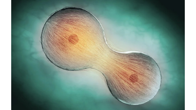 Podophyllotoxin inhibiting cell division