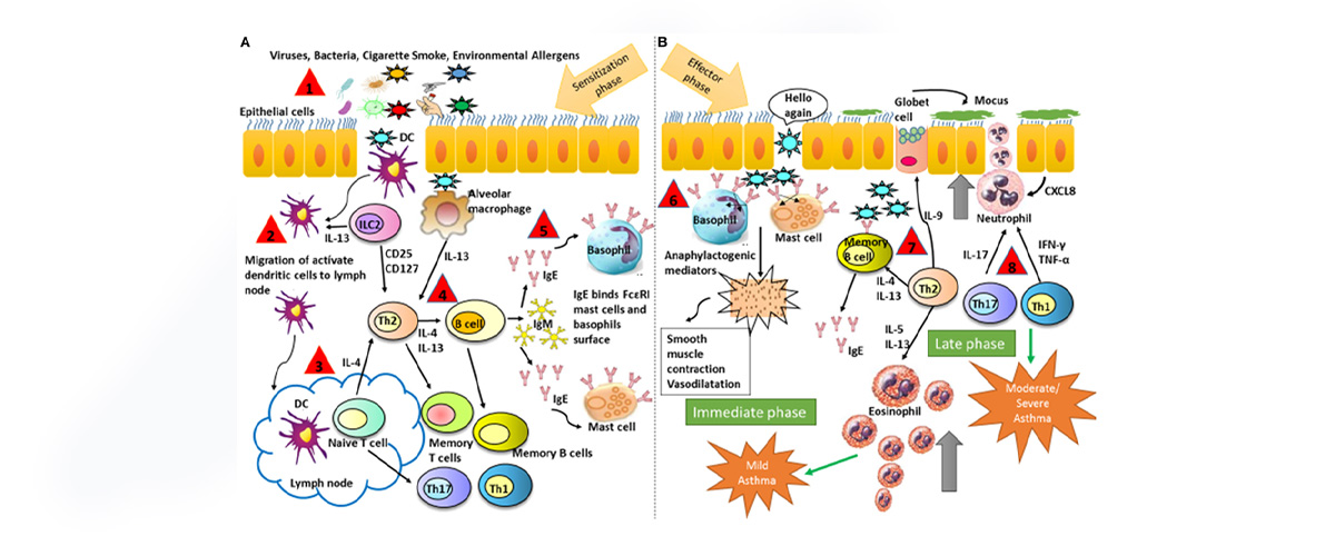Octacosanol powder can inhibit overactive T cells and reduce allergic reactions