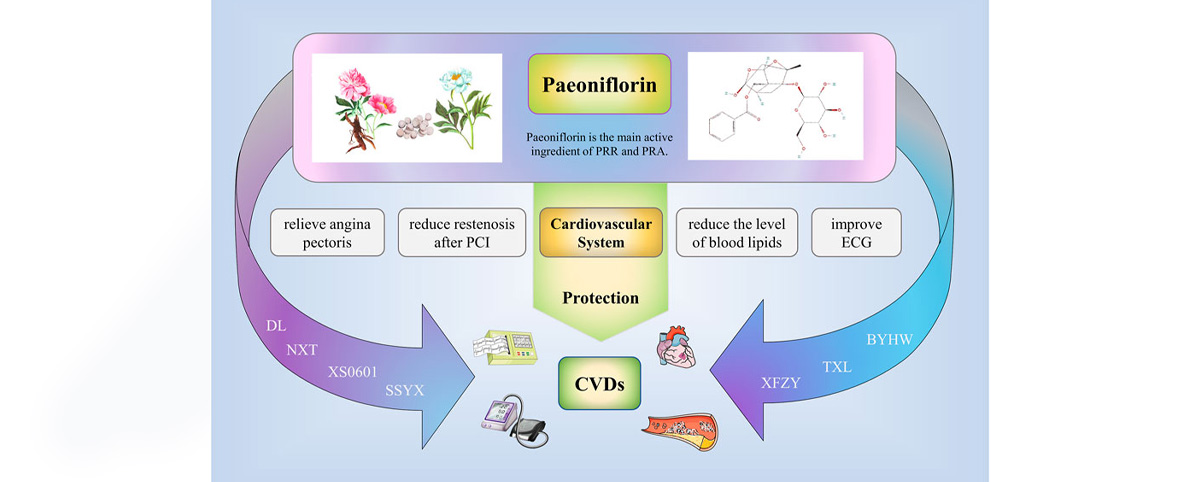Paeoniflorin can improve vascular endothelial function