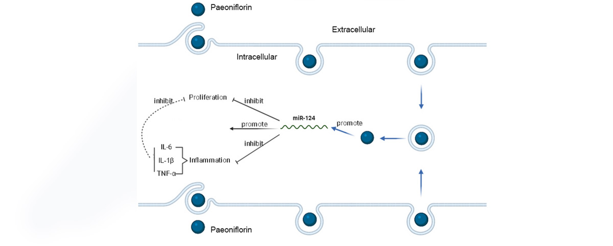Paeoniflorin can inhibit the release of inflammatory mediators, reduce inflammatory responses