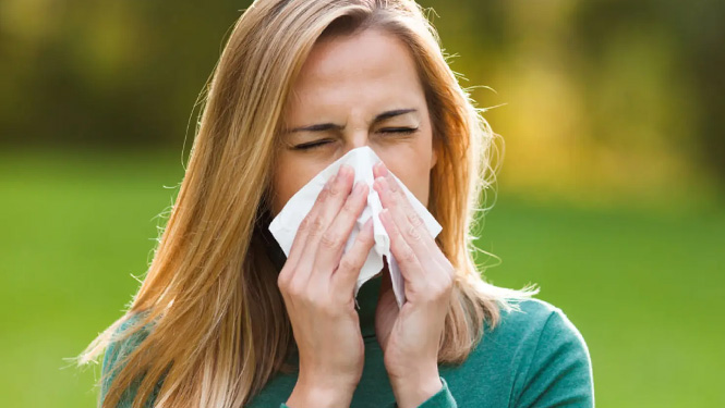 Can Parthenolide Be Used to Treat Allergy?