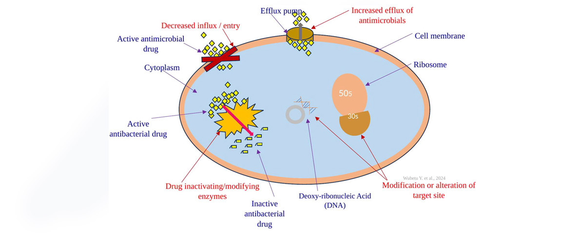 Parthenolide has a certain inhibitory effect on some bacteria and viruses