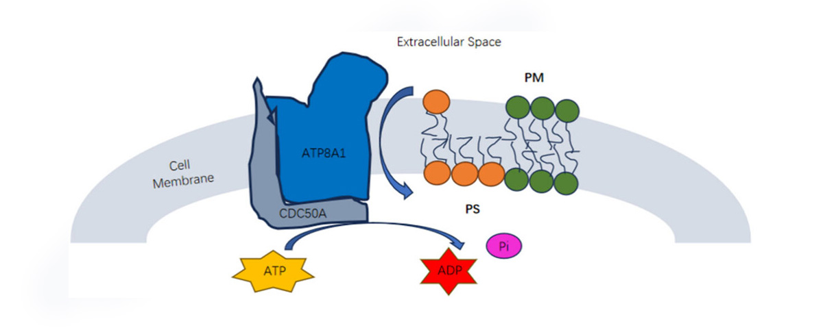 Phosphatidylserine is a major neural component that nourishes and activates the activity of various enzymes in the brain, increases neurotransmitters, repairs brain damage by flipping out of cells
