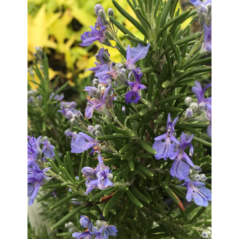 Rosemary Extract Carnosic Acid