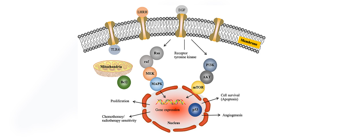 Sophocarpine can inhibit the proliferation of tumor cells and induce their apoptosis, showing potential therapeutic effects against various cancers, such as liver cancer, lung cancer, and breast cancer