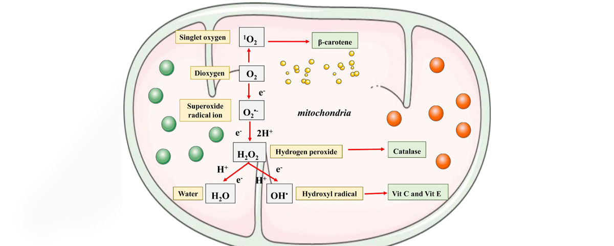 Sophocarpine possesses certain antioxidant capabilities, enabling it to scavenge free radicals and reduce oxidative stress-induced damage to cells