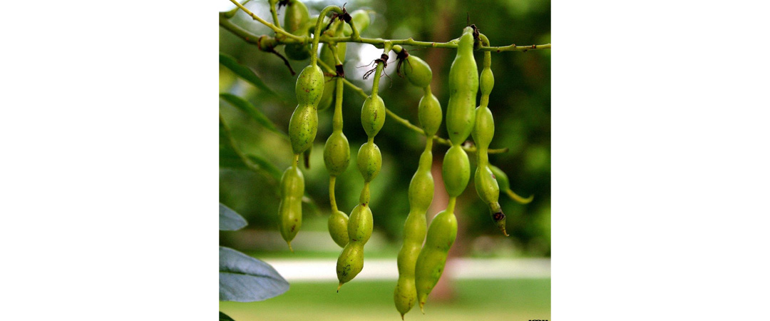 Sophora japonica