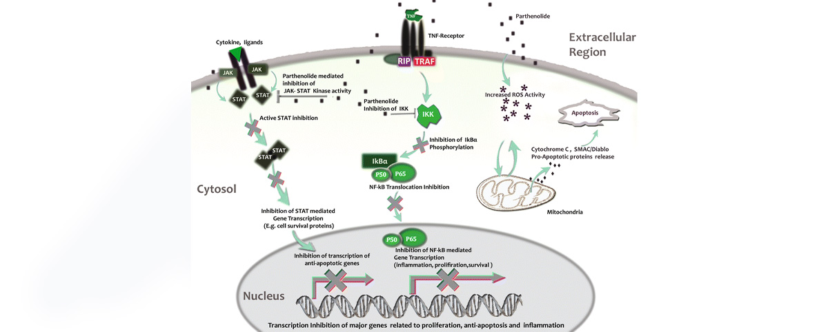 Studies have shown that Parthenolide can induce apoptosis in cancer cells