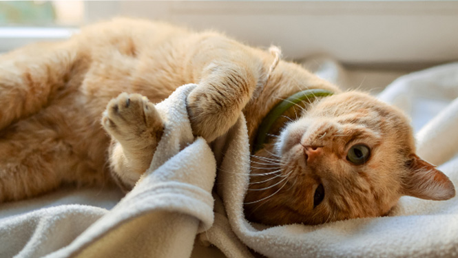 Use Melatonin for Cat