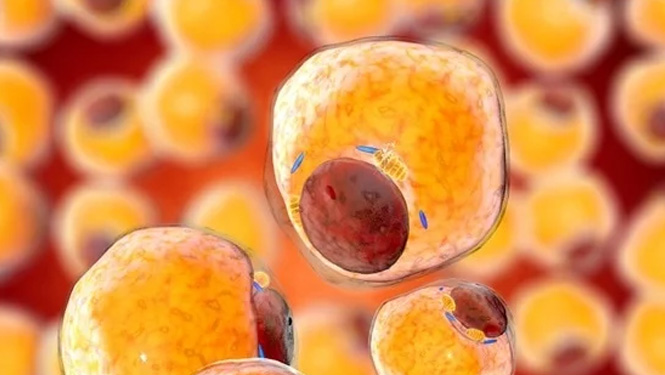 carnosic acid Inhibiting lipid peroxidation