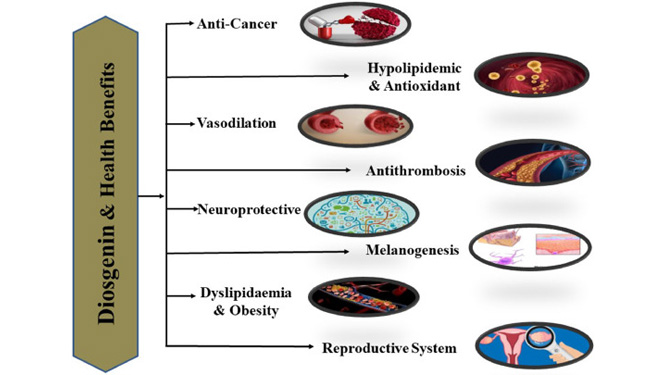 Benefits of Taking diosgenin