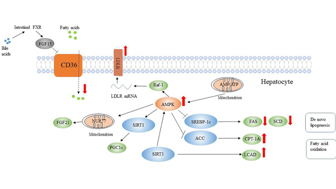 Berberine and Resveratrol intestinal absorption