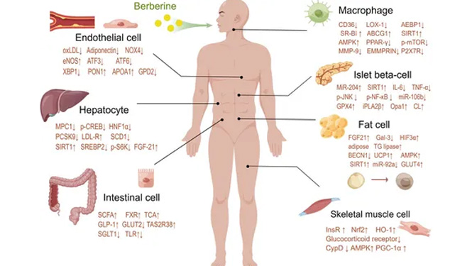 berberine regulates metabolism