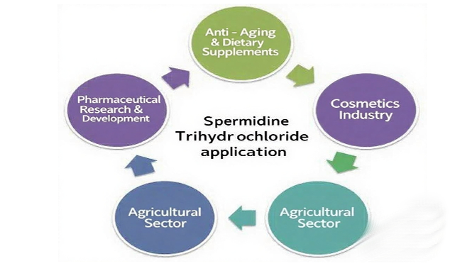 blog 4 Spermidine Trihydrochloride