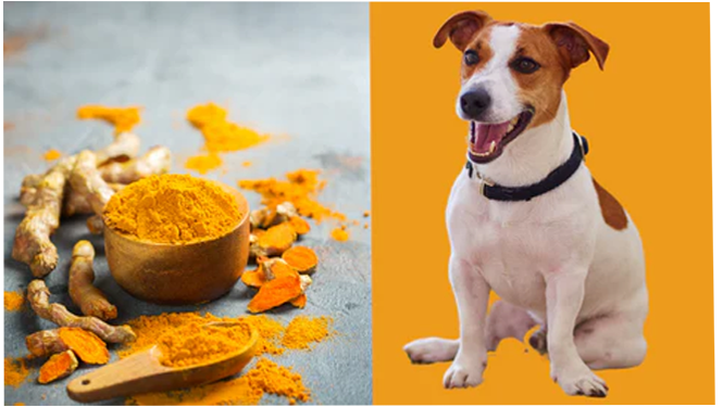 Is turmeric curcumin safe for dogs?