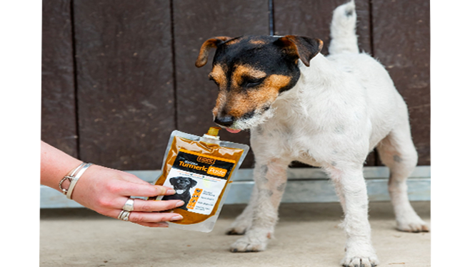 blogdog
