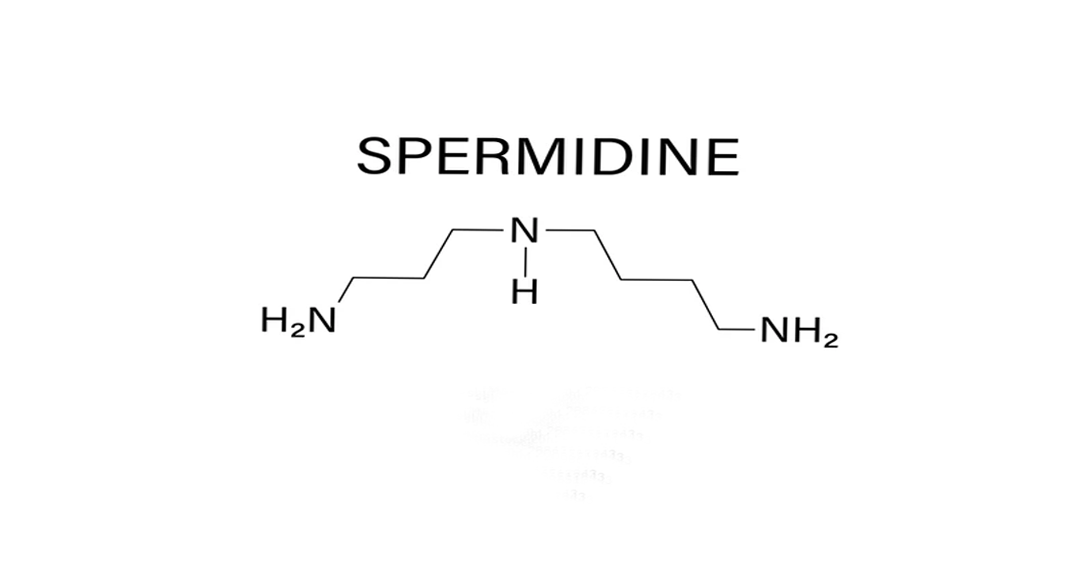 Buy  Spermidine formula
