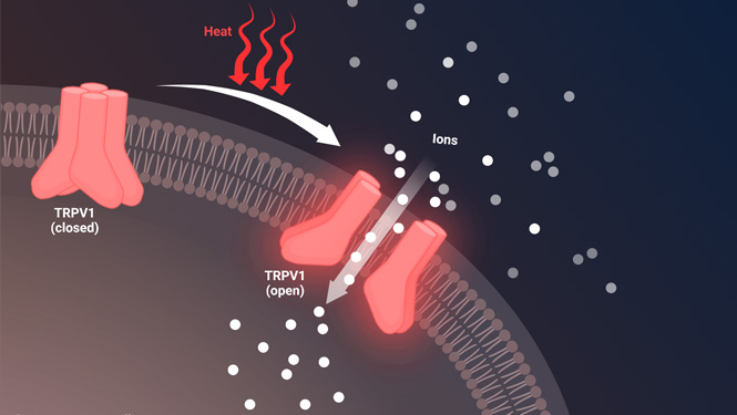 “Capsaicin allergies” are irritant reactions