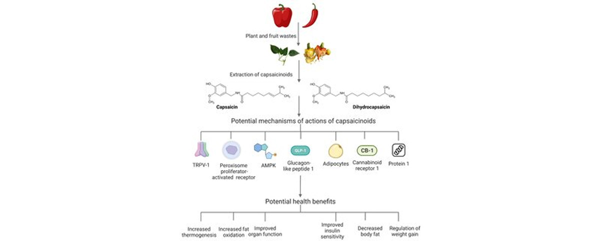 Capsaicin Benefits