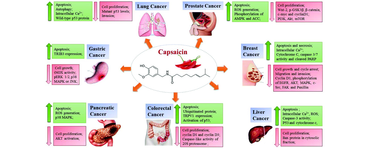 Capsaicin Extract Powder Benefits