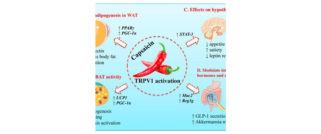 Capsaicin Powder Benefits
