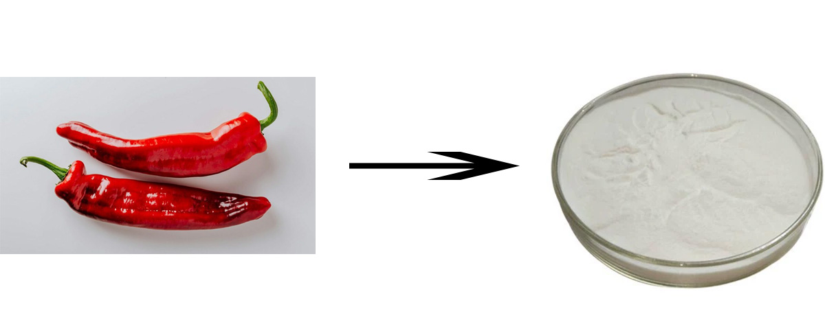 capsaicin powder source