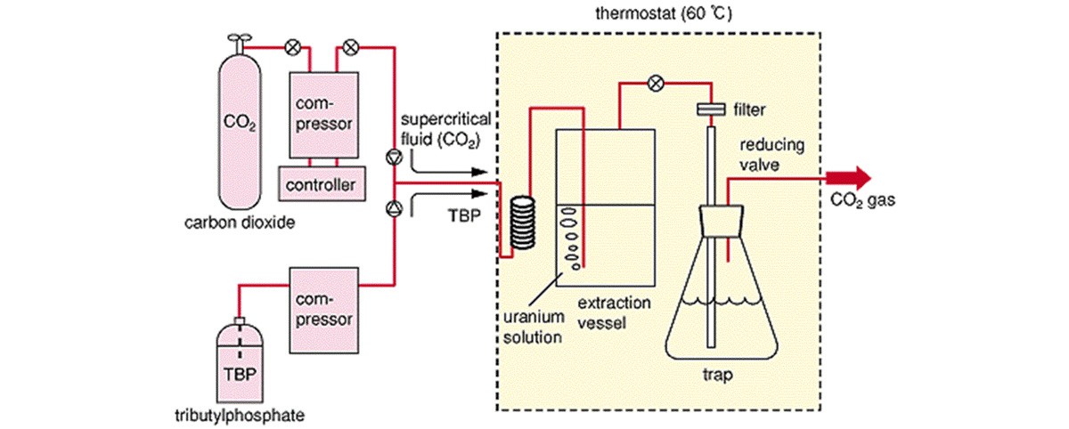 Carnosic Acid production process