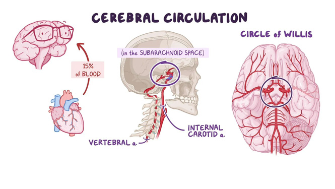 cerebral blood flow Citicoline
