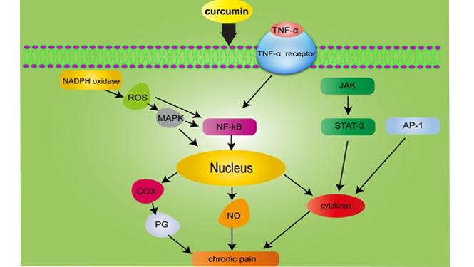 Curamin's Mechanism of Action in Pain Management