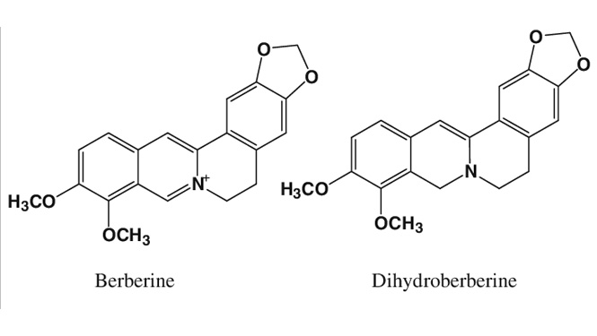 Dihydroberberine is berberine reduced by hydrogenation