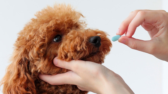 Dogs  Melatonin