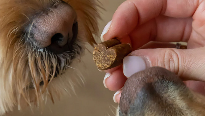 Can Dogs Have Melatonin?
