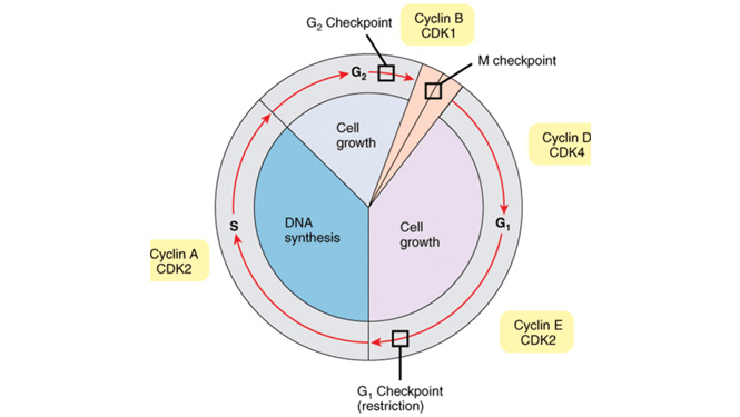 Inhibiting Cell Proliferation and Cell Cycle Arrest