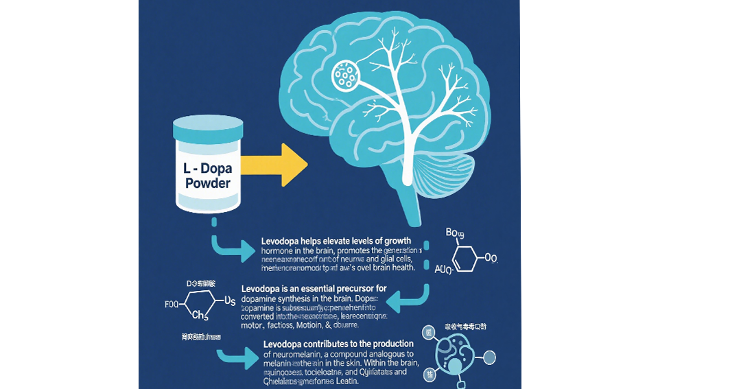 L-Dopa powder advantages